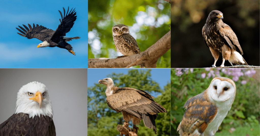 Predatory birds are also friends of the environment