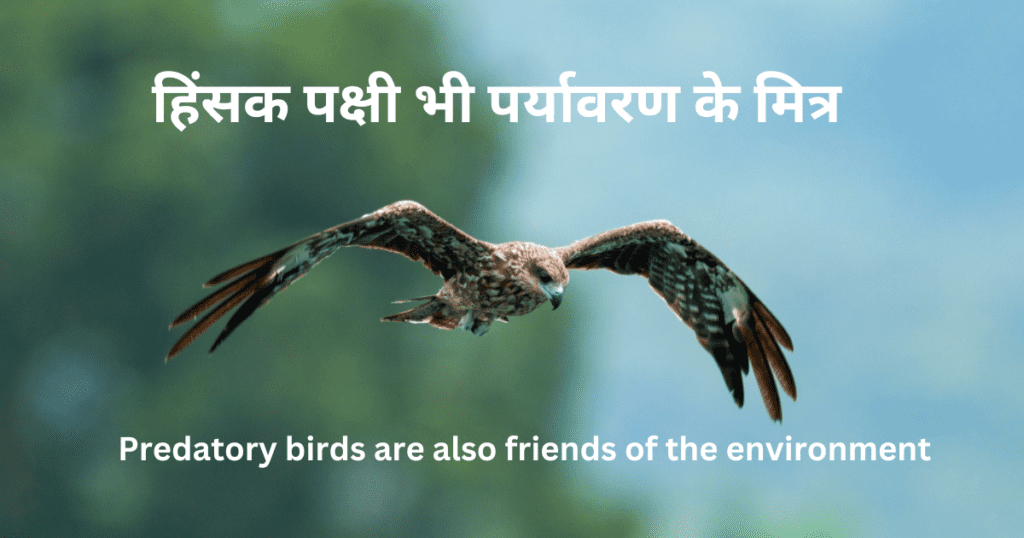 Predatory birds are also friends of the environment