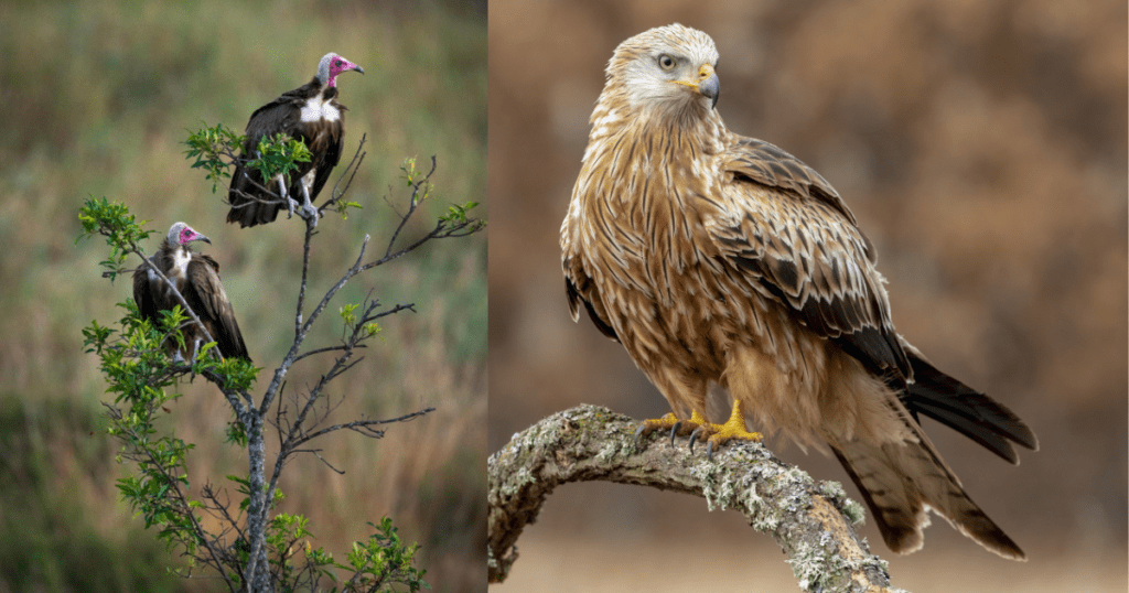 Predatory birds are also friends of the environment
